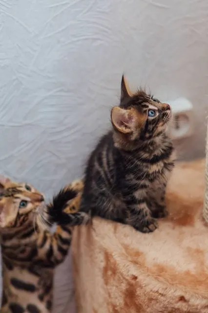 Puente Los Cocodrilos