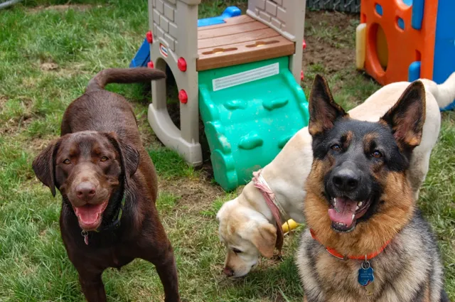 Best Friends Pet Hotel