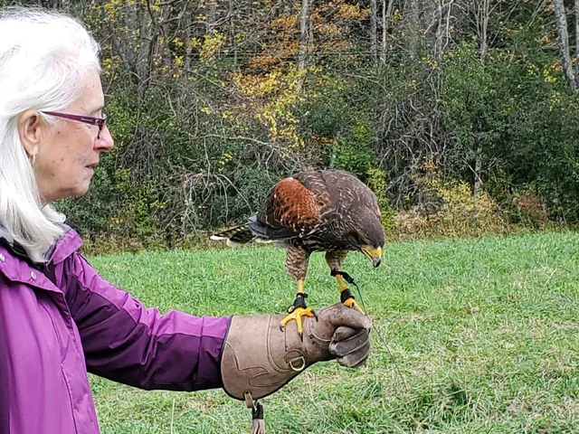 New England Falconry
