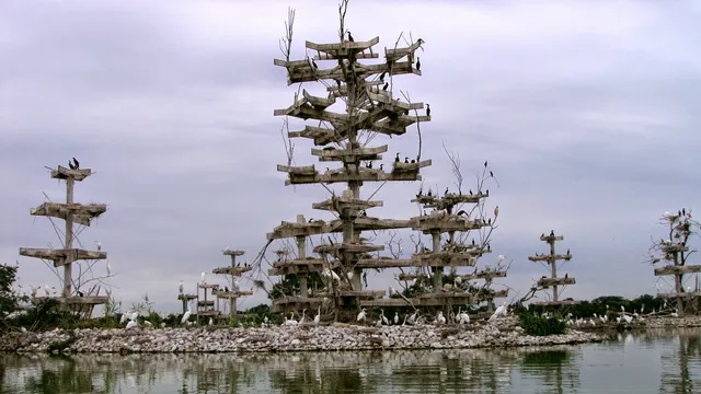 Lake Renwick Heron Rookery Nature Preserve