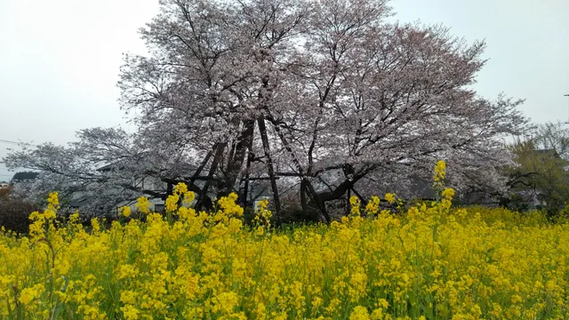 Kariyado-no-Gebazakura