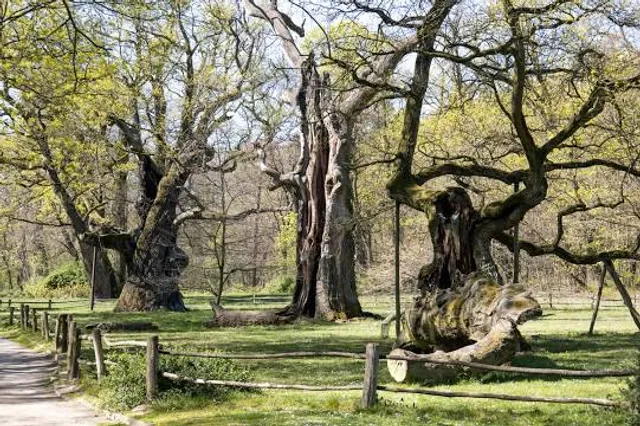 Rogalin Landscape Park