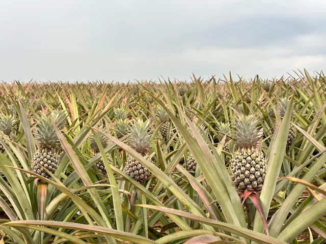 Sal's Pineapple Plantation