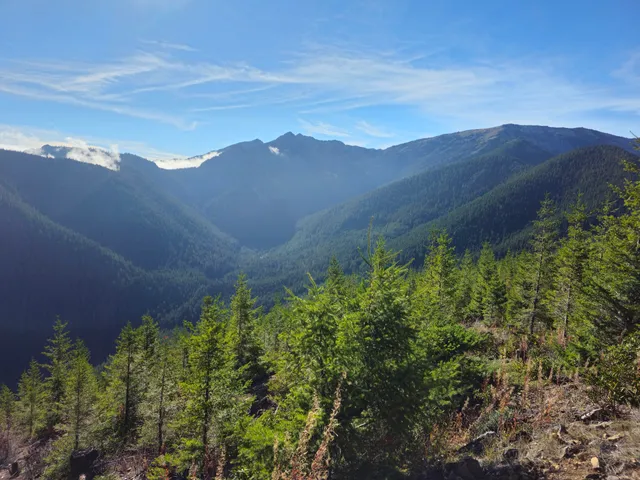 Olympic National Forest