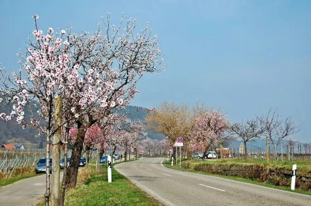 Palatine almond path