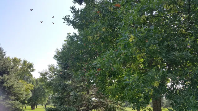 Pipestone Country Club