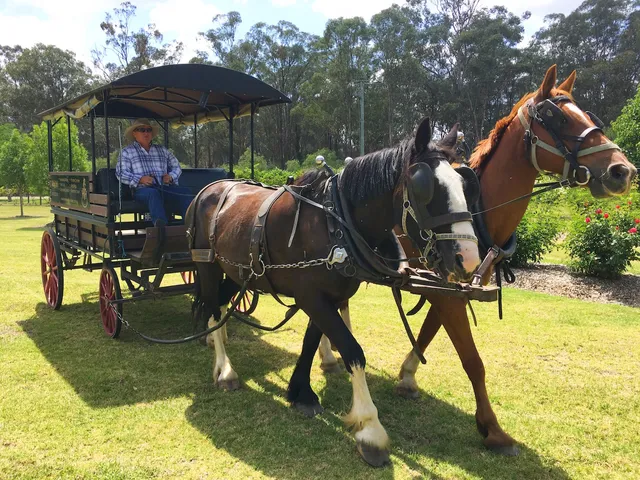 Hunter Valley Horses / @ the farm / HVH FARMS