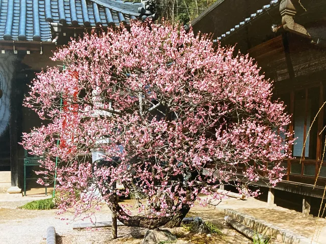 Shingonshu Kansho Temple