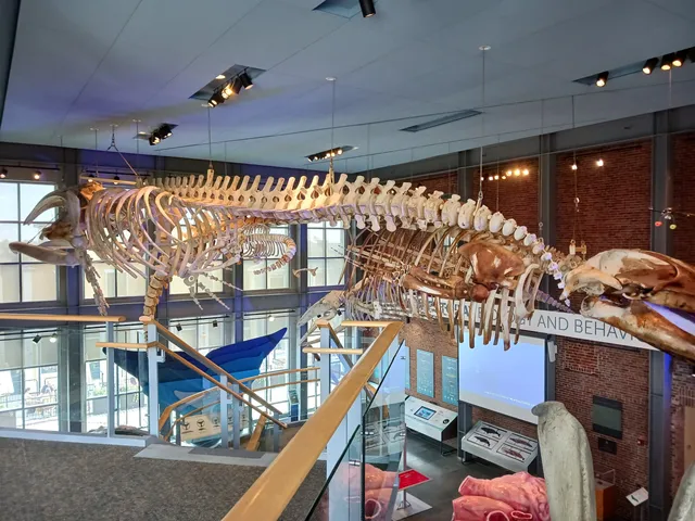 New Bedford Whaling Museum