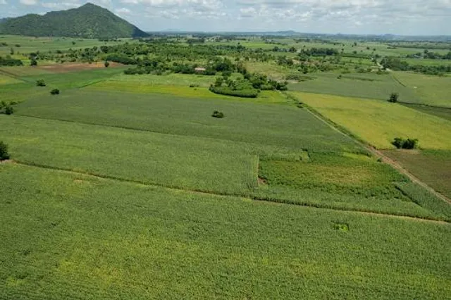 Rai Thammachai Thoong Dok Por Thoeng