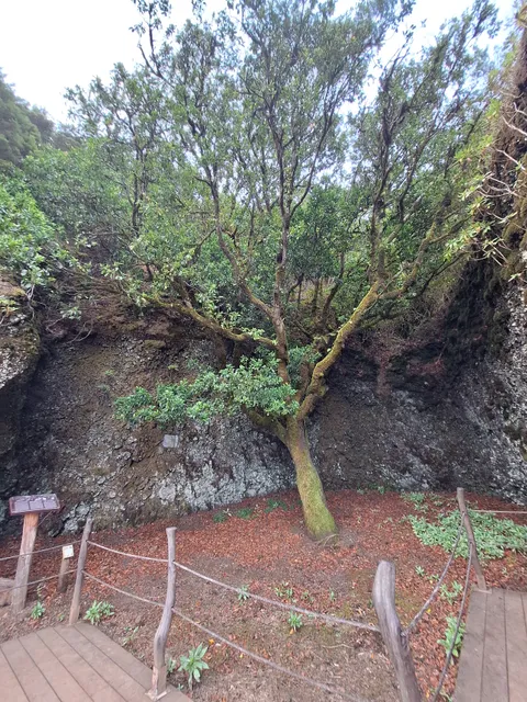 Árbol Garoé
