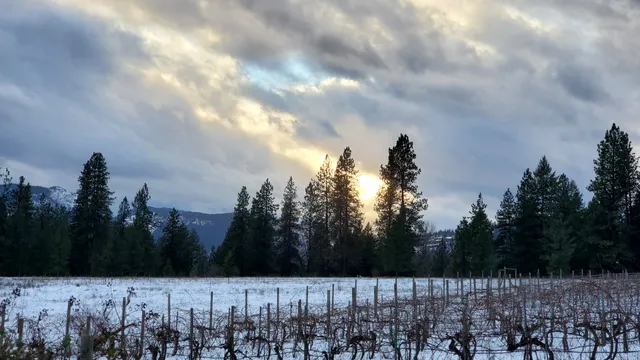 China Bend Vineyards