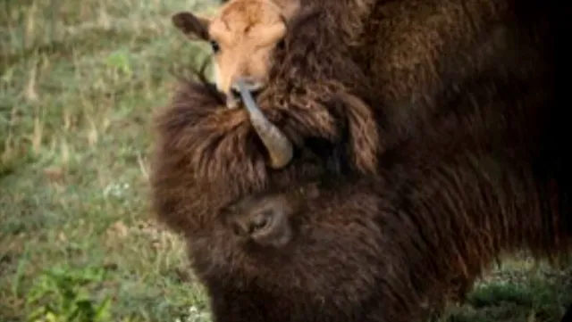 Buena Vista Wildlife Safari and RV Park