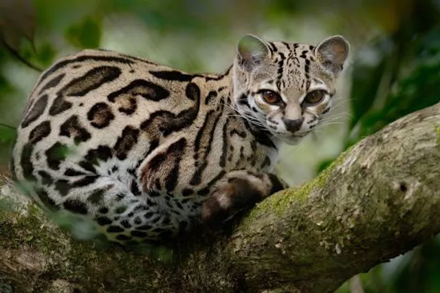Big Cat Habitat