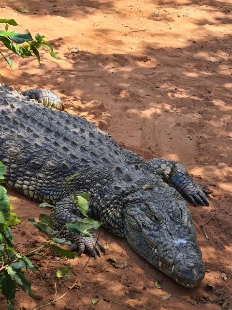 Chobe Crocodile Farm