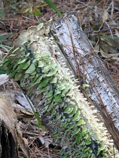 Churchhouse Hammock Trailhead Crystal River Preserve State Park