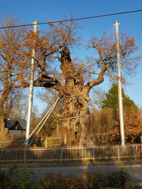 1000-jährige Eiche Nöbdenitz