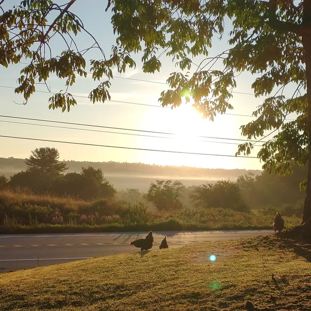 Spear Spring Farm, LLC