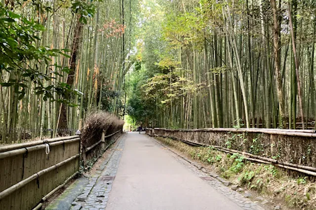 Arashiyama Bamboo Forest