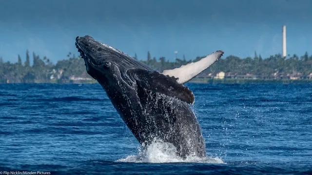 Island Star - Private Sailing Charters Maui