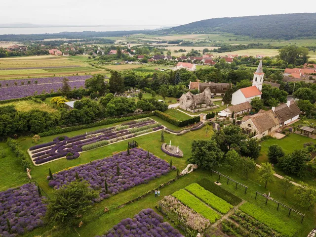 Lavender Farm