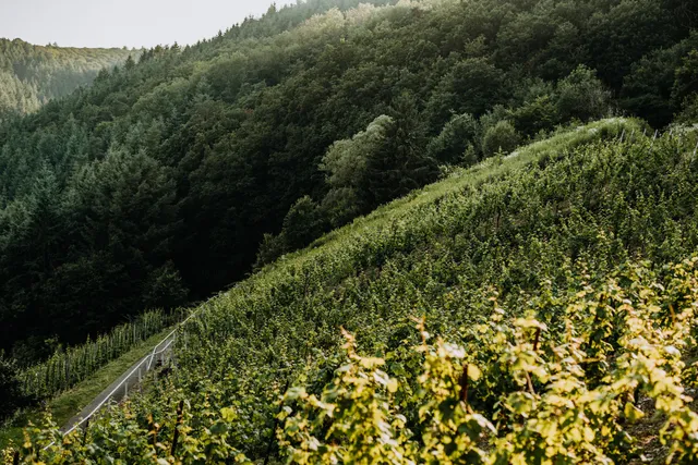 Weingut Meurer & Apartments (Reil an der Mosel)