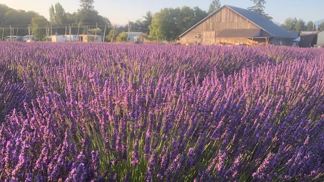 B & B Family Lavender Farm