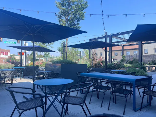 Shy Bird - South Boston