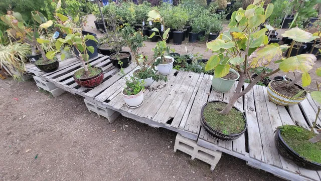 Mimosa Nursery