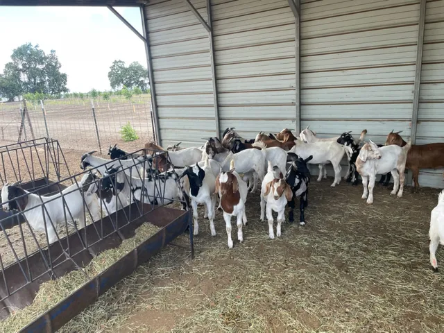 Stockton Livestock Auction