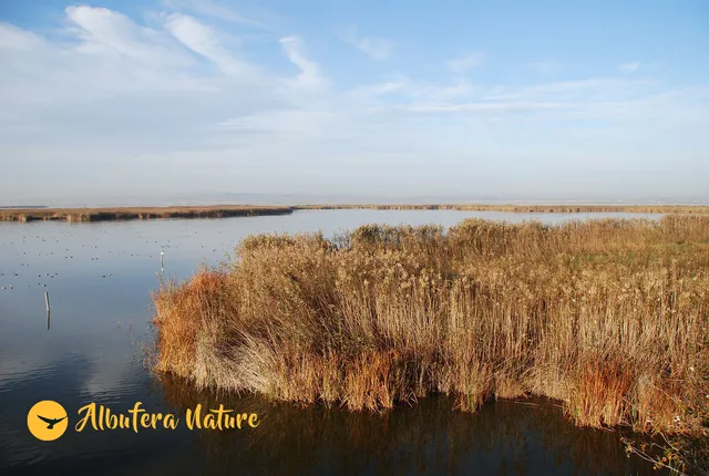 Albufera Nature, Paseos en Barca