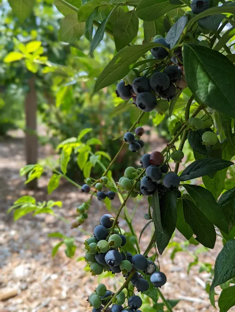 Tree-Berry Farm
