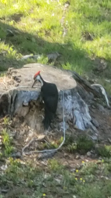 Carquest Auto Parts - Weaver Auto Parts