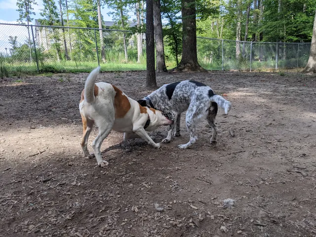 Griffin Dog Park