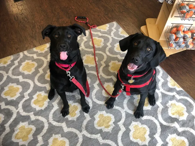 Four Leggers Pet Supplies & Services