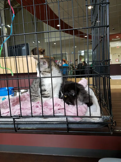 Animal House Adoption Center