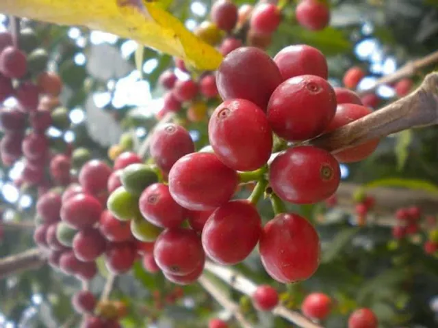 Fair Mountain Coffee Roasters