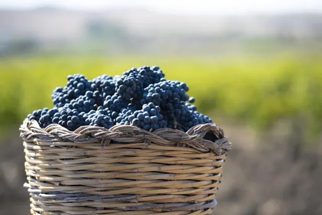 VITO ODDO - Cantina Urbana Trapani