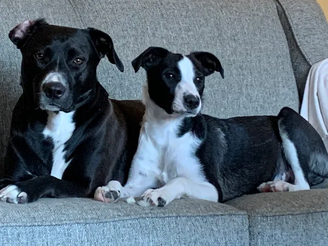 Paul Anthony - Champion Canine