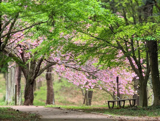 Natural forest Takasaki