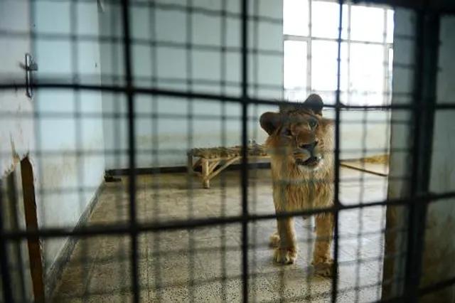 Kabul Zoo