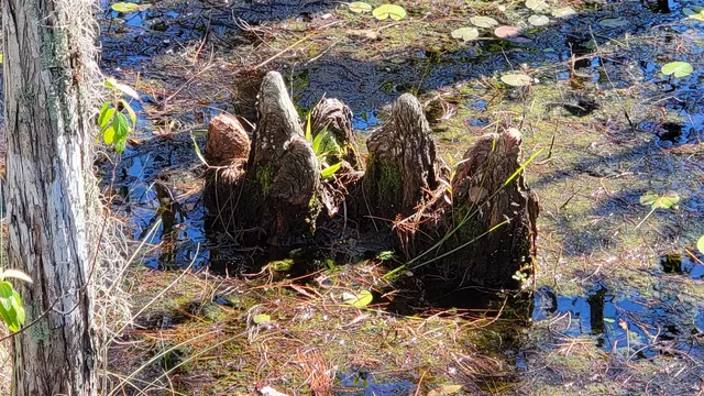 Collier County Parks & Recreation Administration