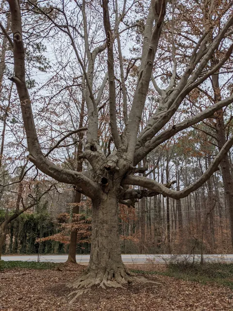 Briarlake Forest Park