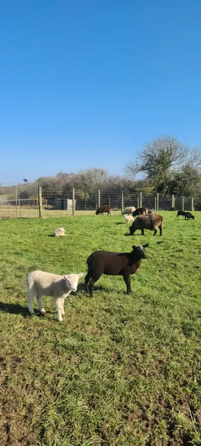 Blackwater Open Farm