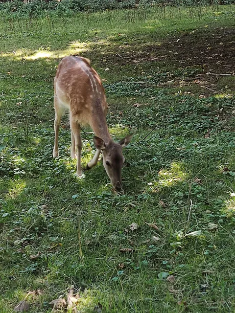 Parc à daims - Festival Prés Salés