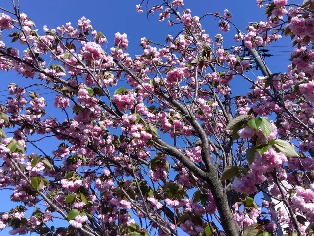 Takinomizu Central Park
