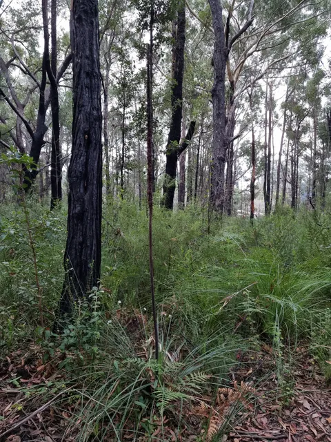 Ulladulla Wildflower Reserve