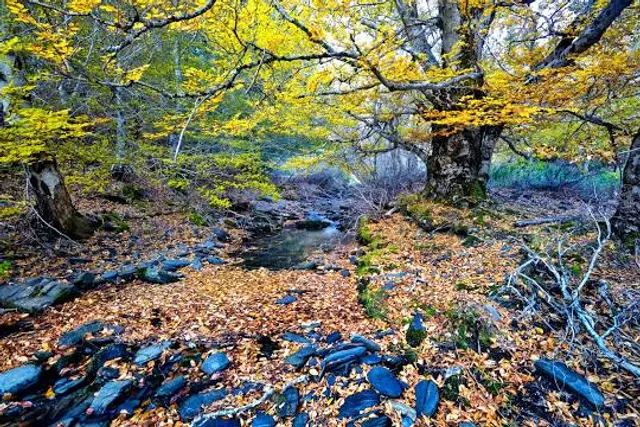 Parque Natural Hayedo de Tejera Negra