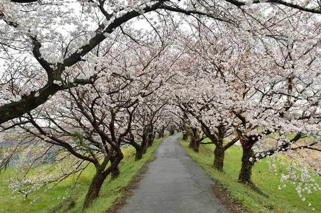 Nagarekawa Cherry Blossoms