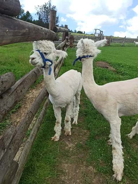 mini ZOO Zdynia ILIOS